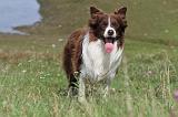 BORDER COLLIE 729